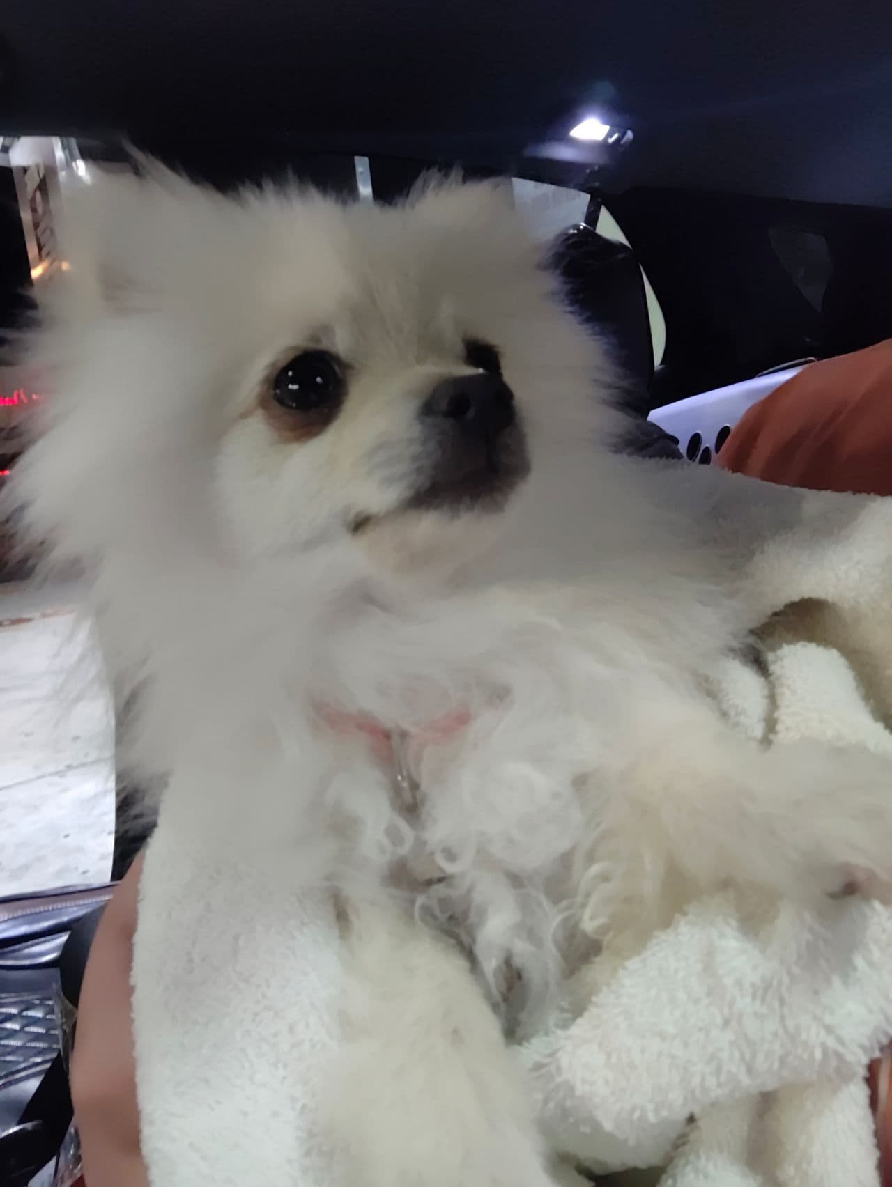 Pet travel photo 4