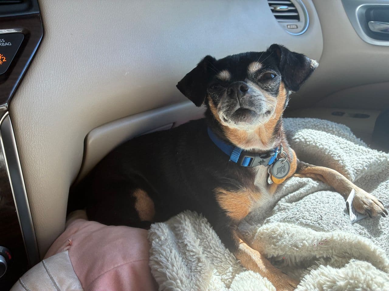 Pet travel photo 3