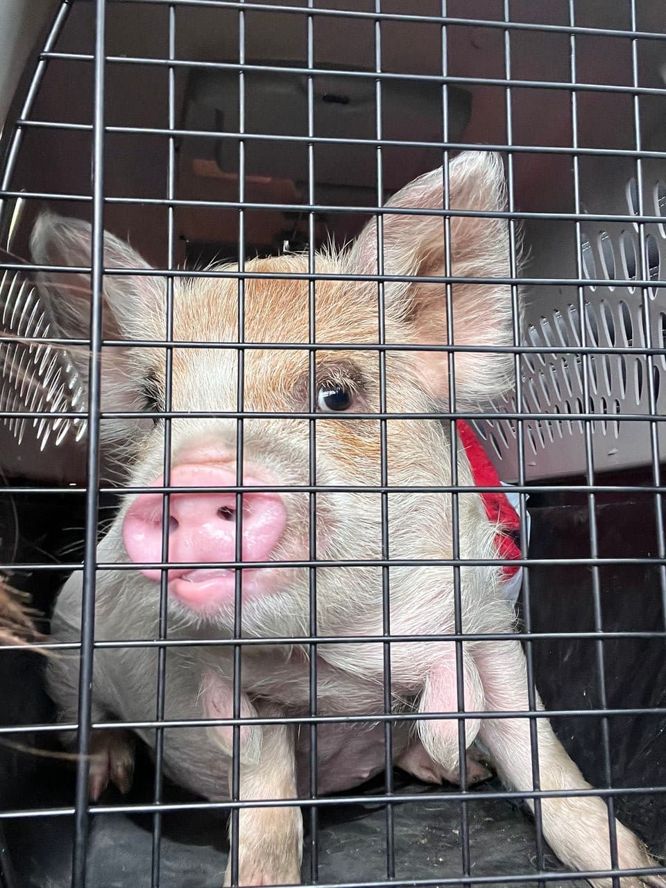 Pet travel photo 1