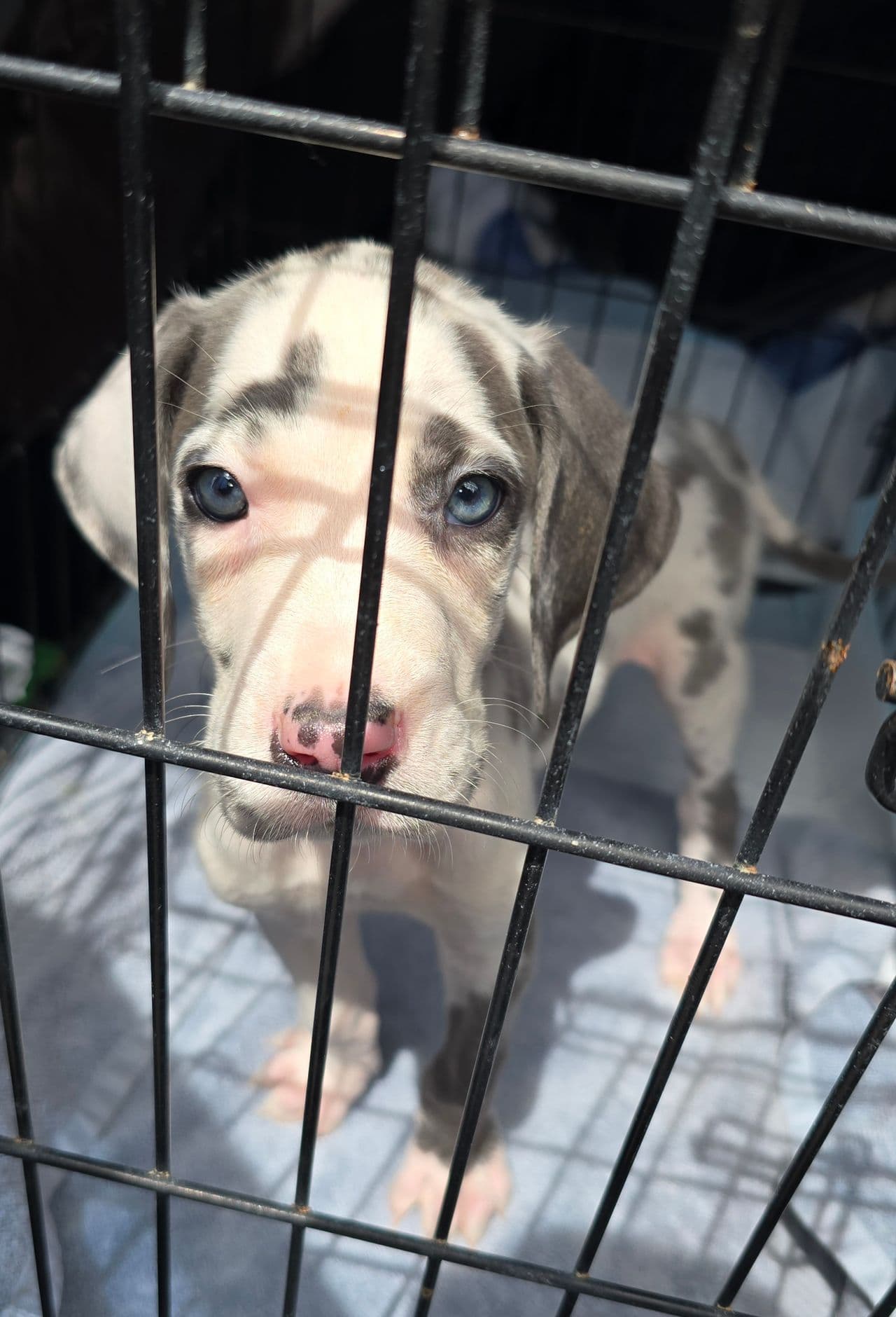 Pet travel photo 4