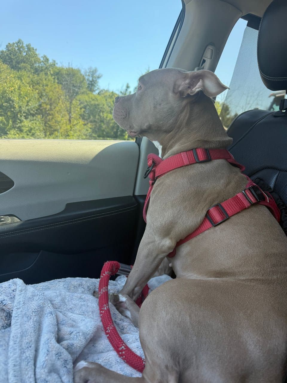 Pet travel photo 5