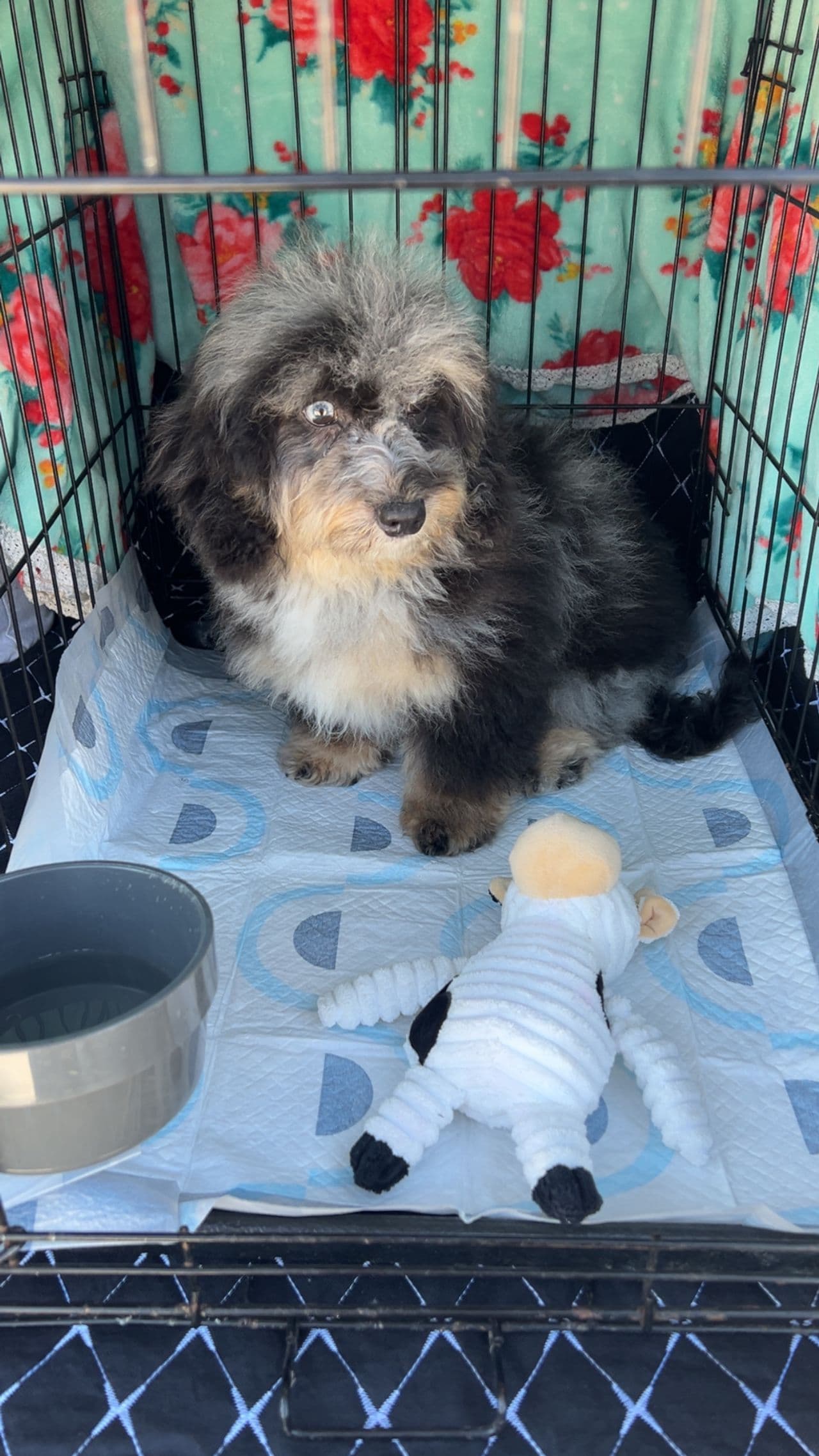 Pet travel photo 6