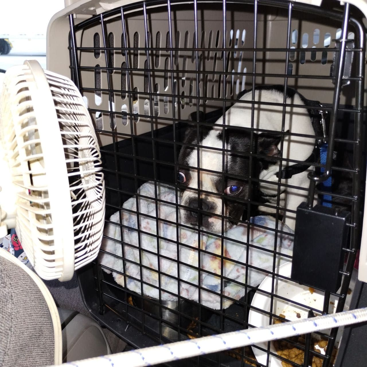 Pet travel photo 4