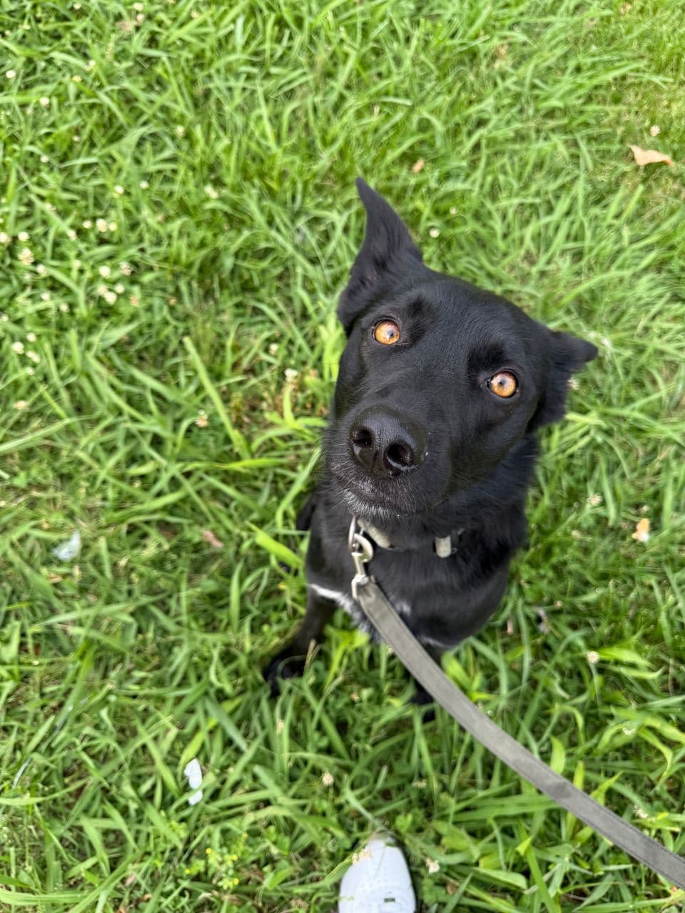 Pet travel photo 3