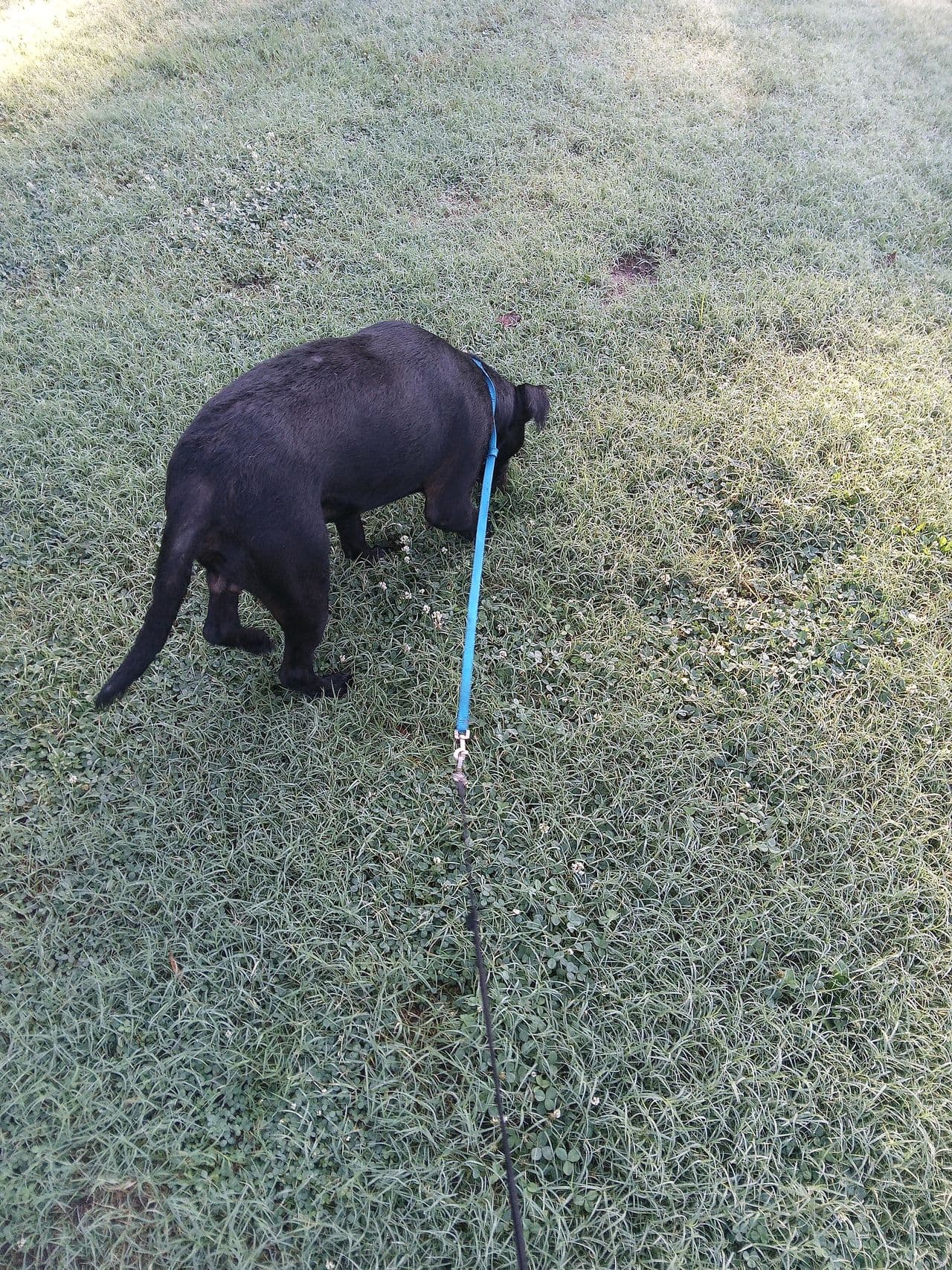 Pet travel photo 5