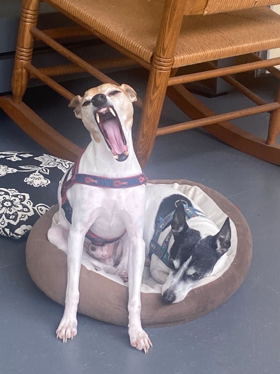 Pet travel photo 2