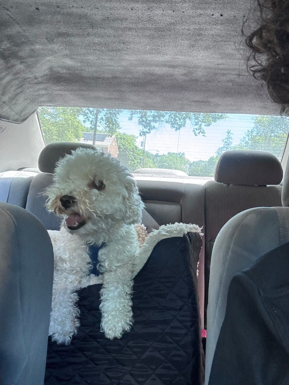 Pet travel photo 2