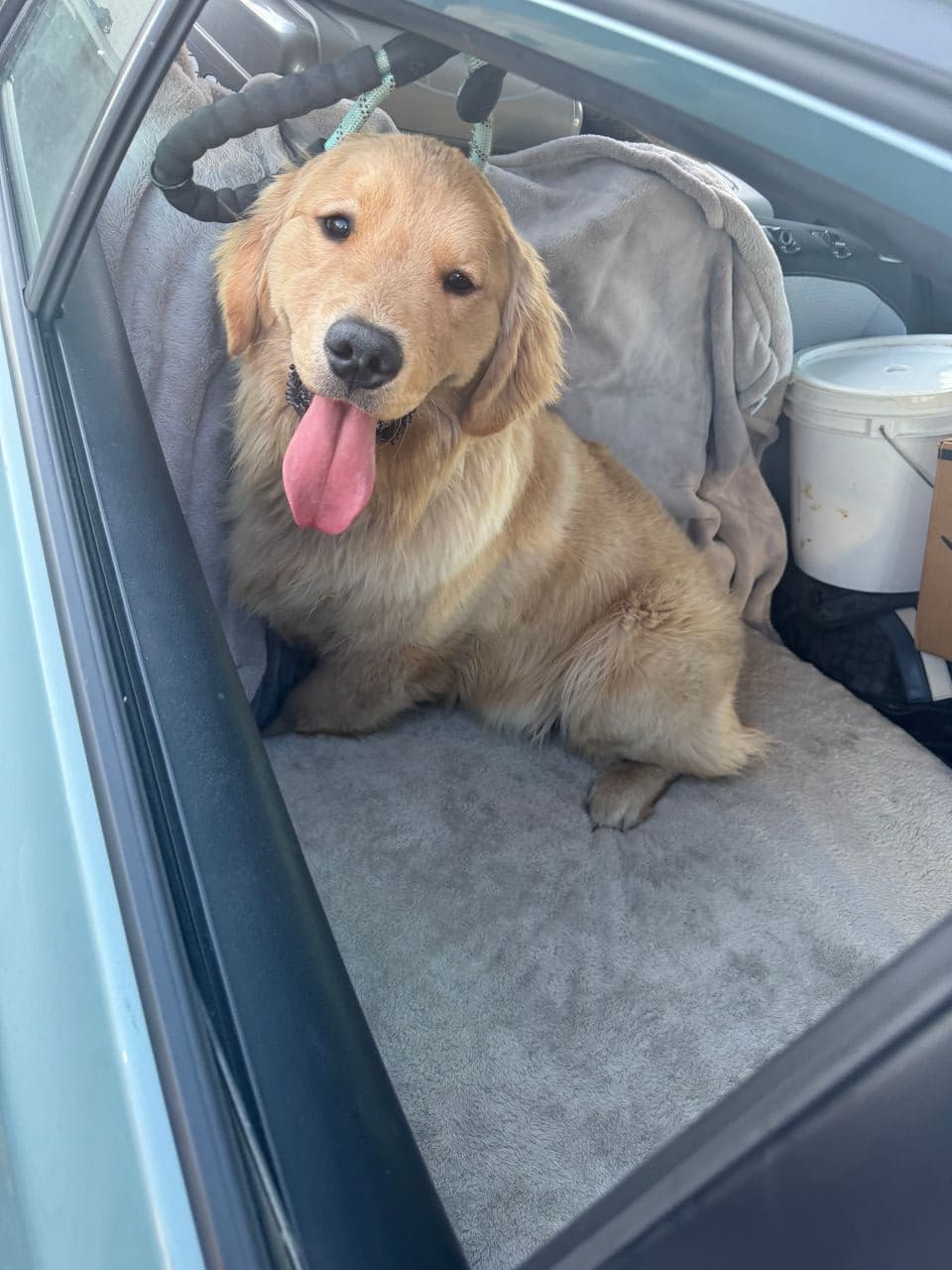 Pet travel photo 3