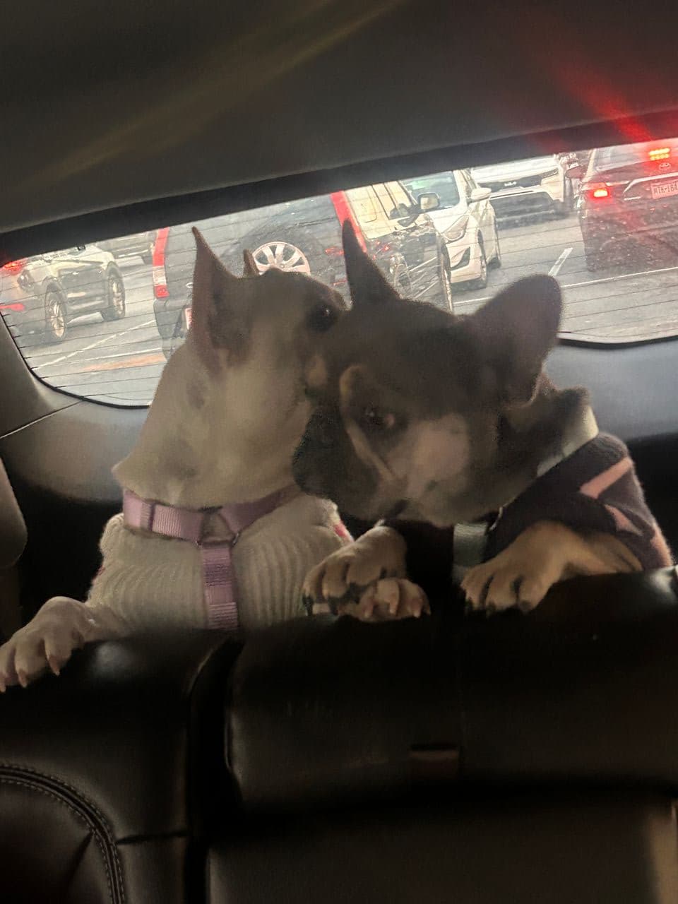 Pet travel photo 6
