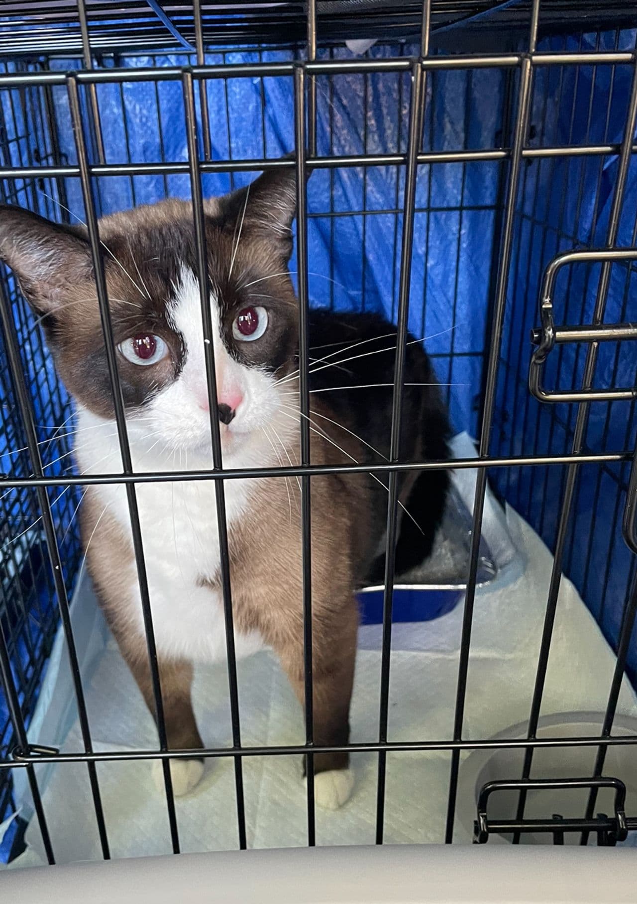 Pet travel photo 3