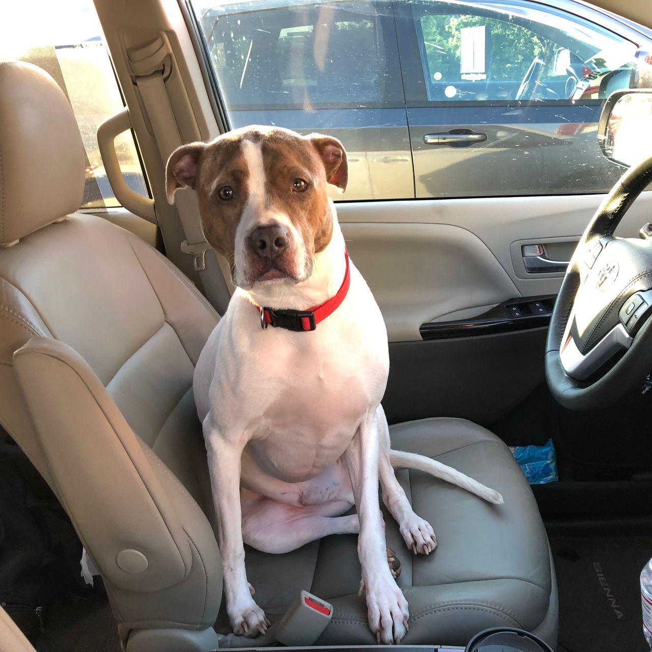 Pet travel photo 6