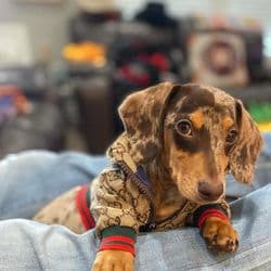 Puppy's R Us by - R.L. Riner