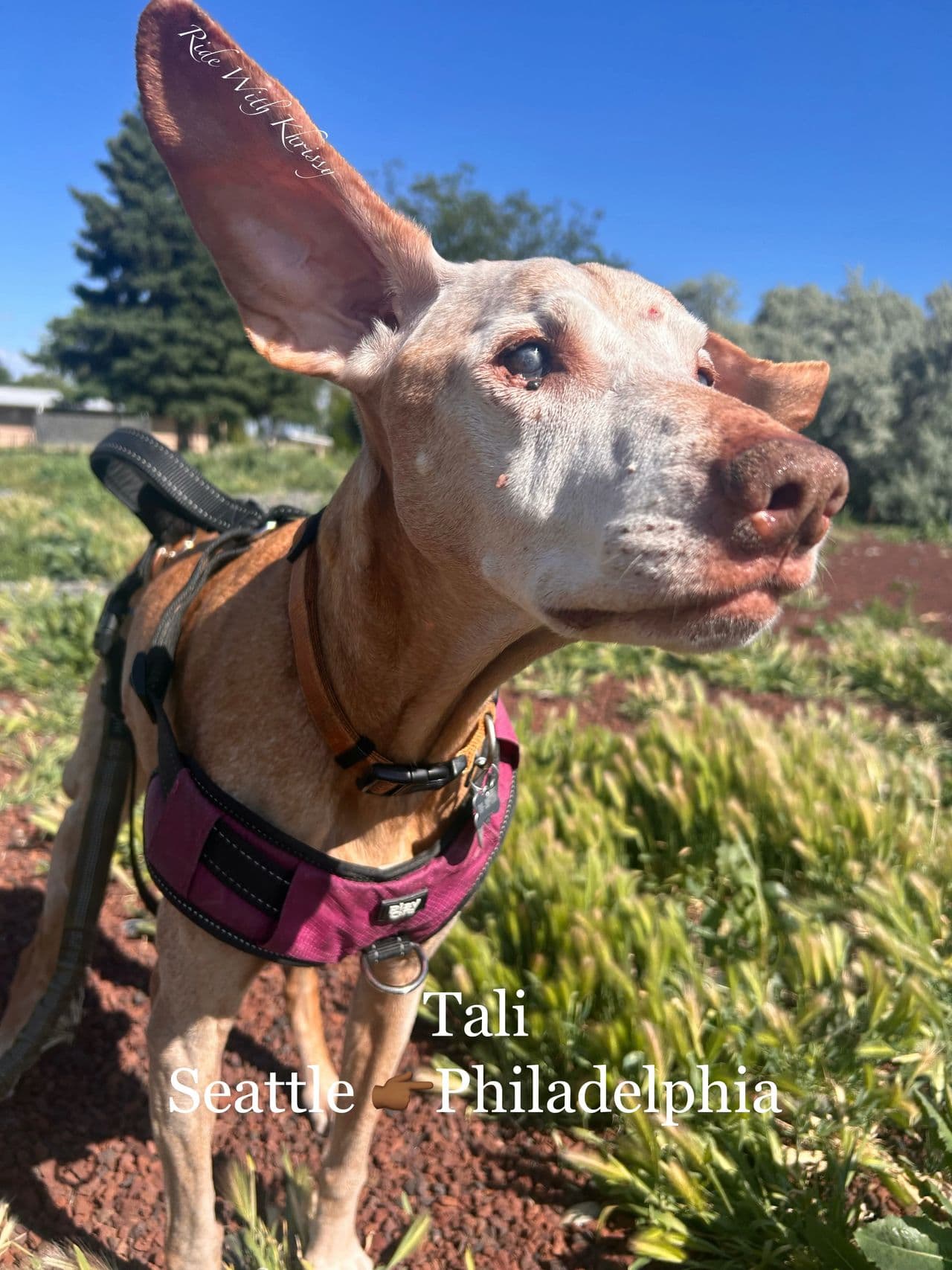 Pet travel photo 2