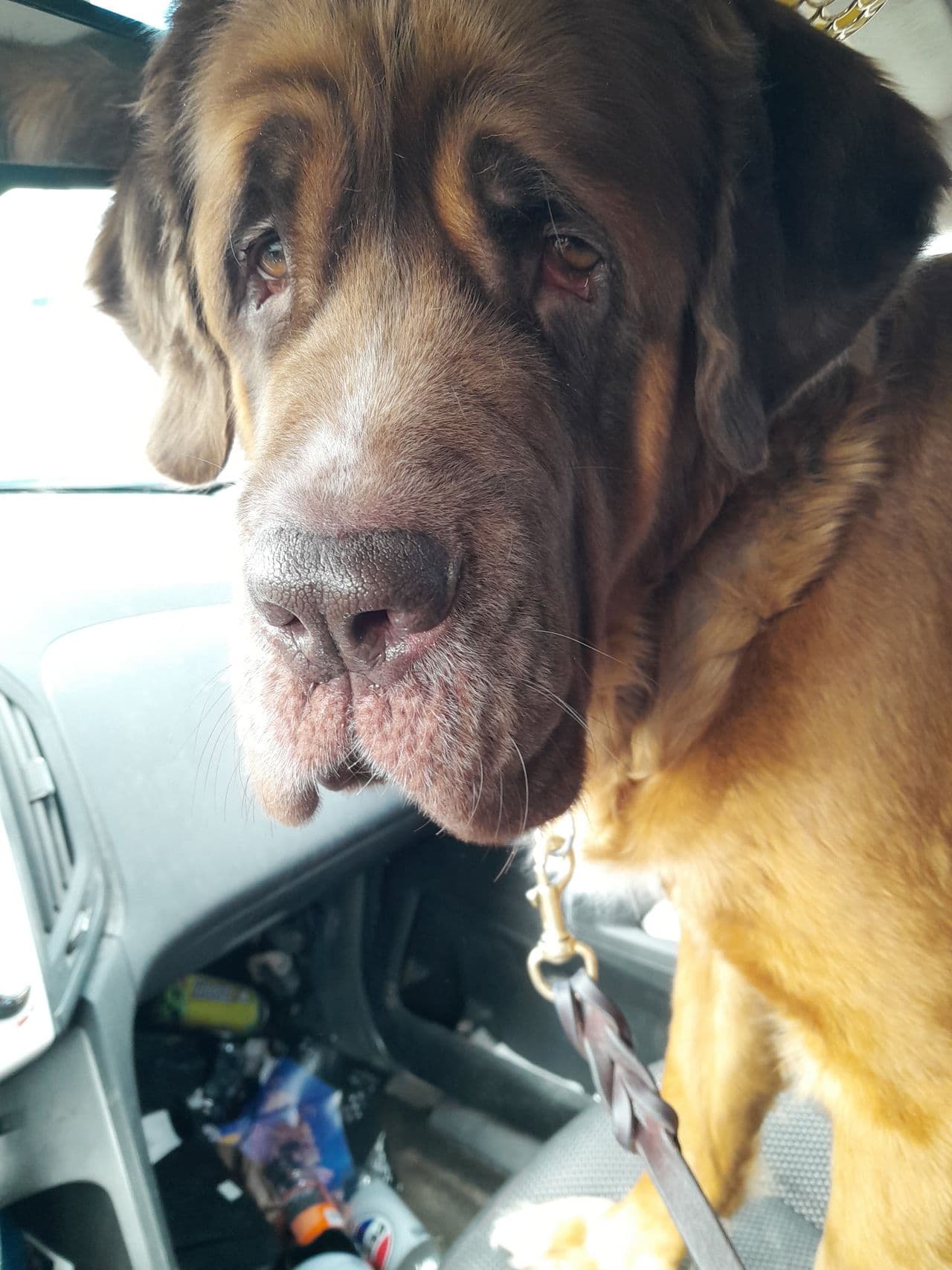 Pet travel photo 4