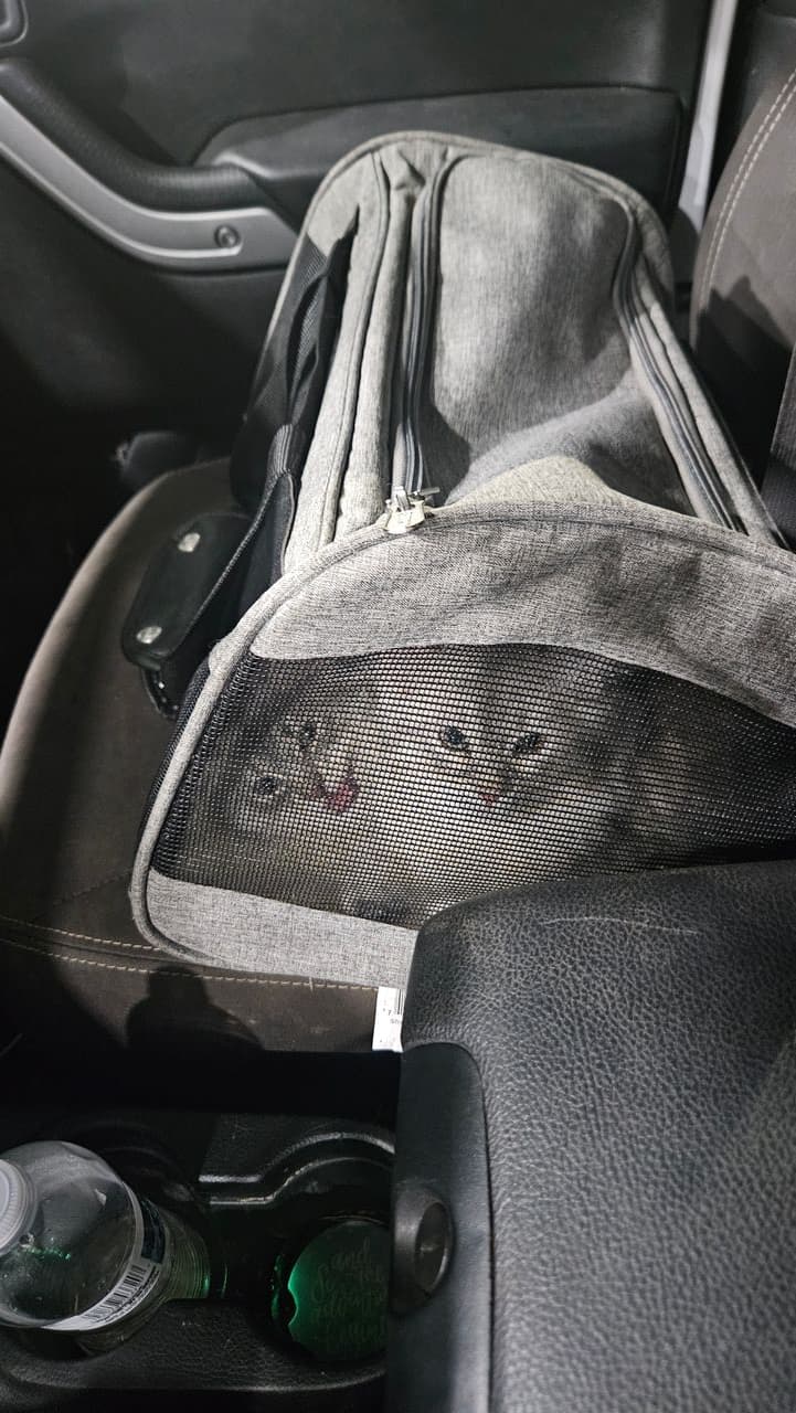 Pet travel photo 5