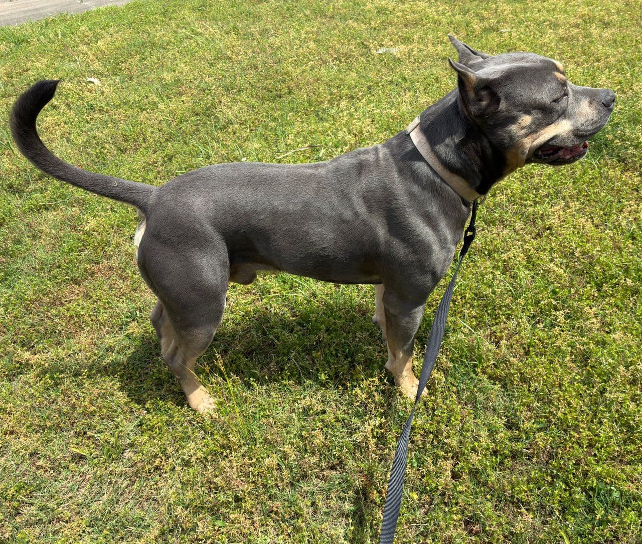 Pet travel photo 4