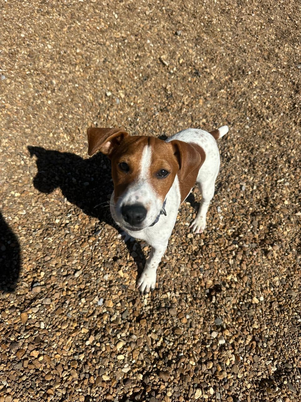 Pet travel photo 1
