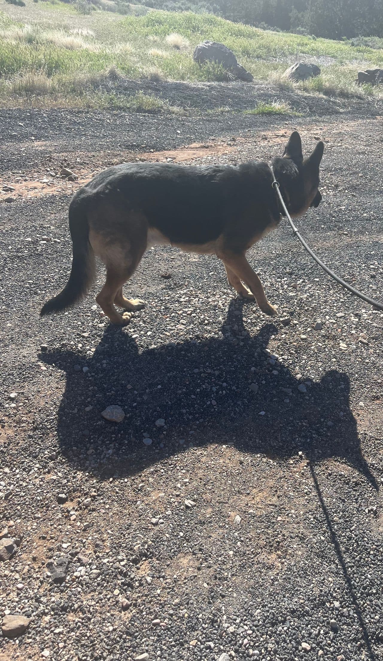 Pet travel photo 2