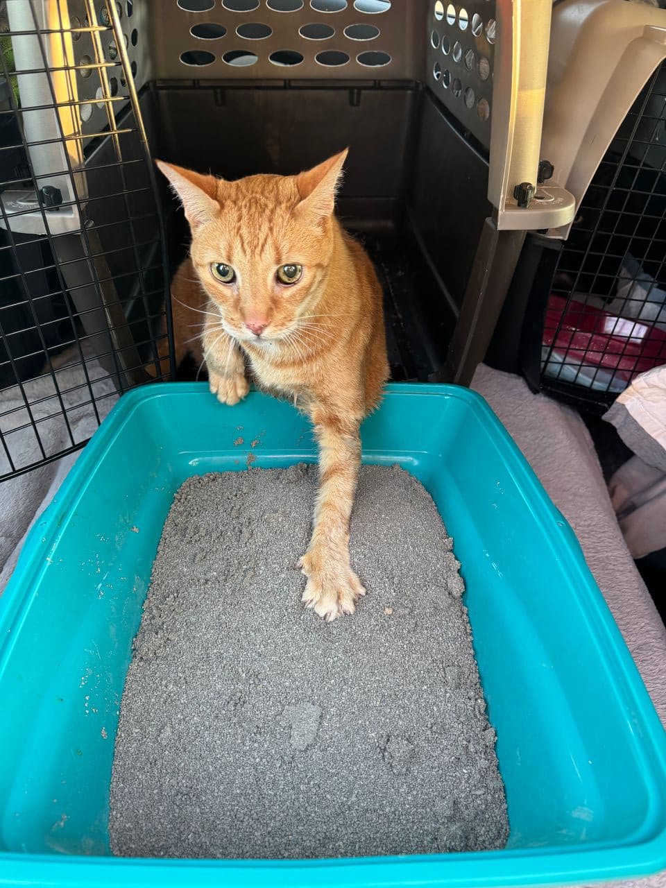 Pet travel photo 5