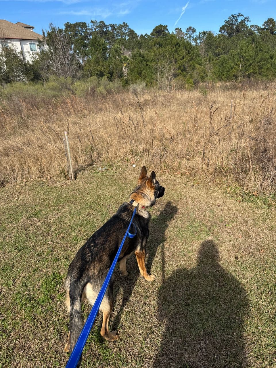 Pet travel photo 1