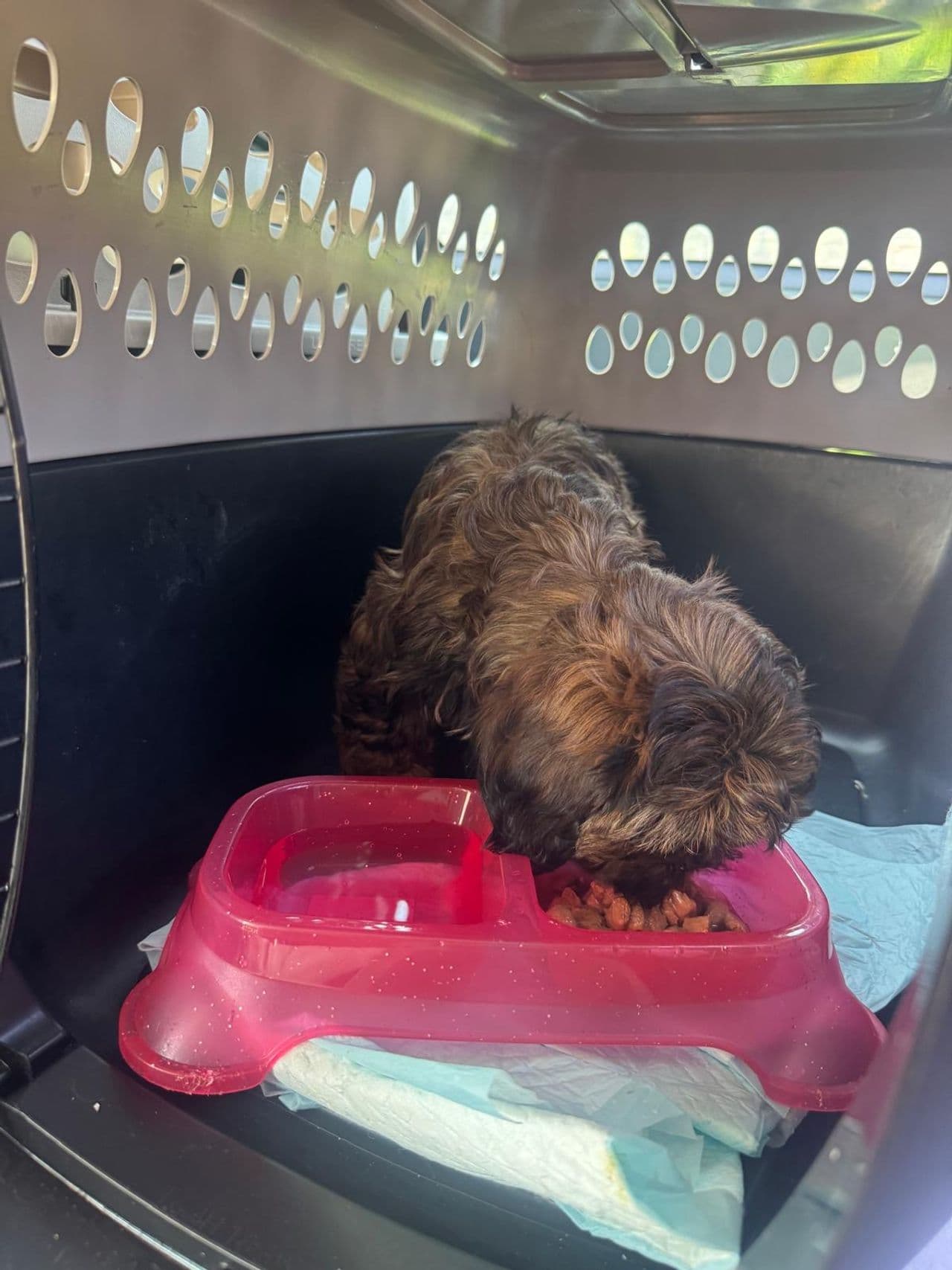 Pet travel photo 3
