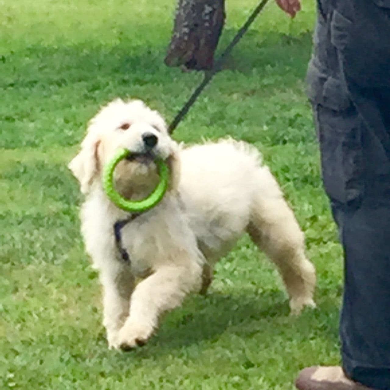 Pet travel photo 1