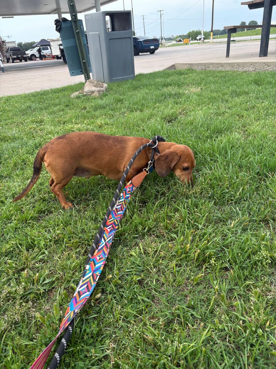 Pet travel photo 6