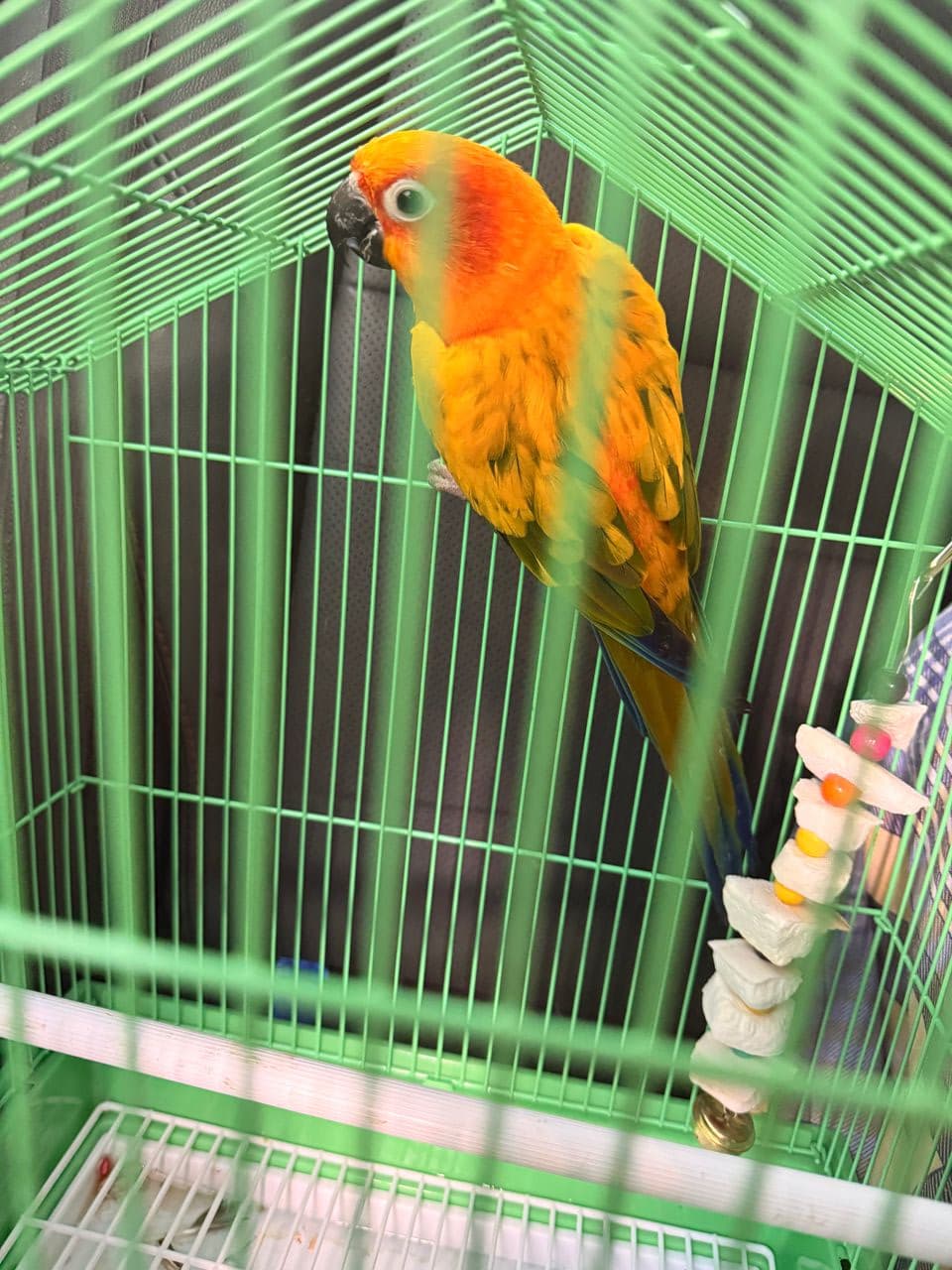 Pet travel photo 2