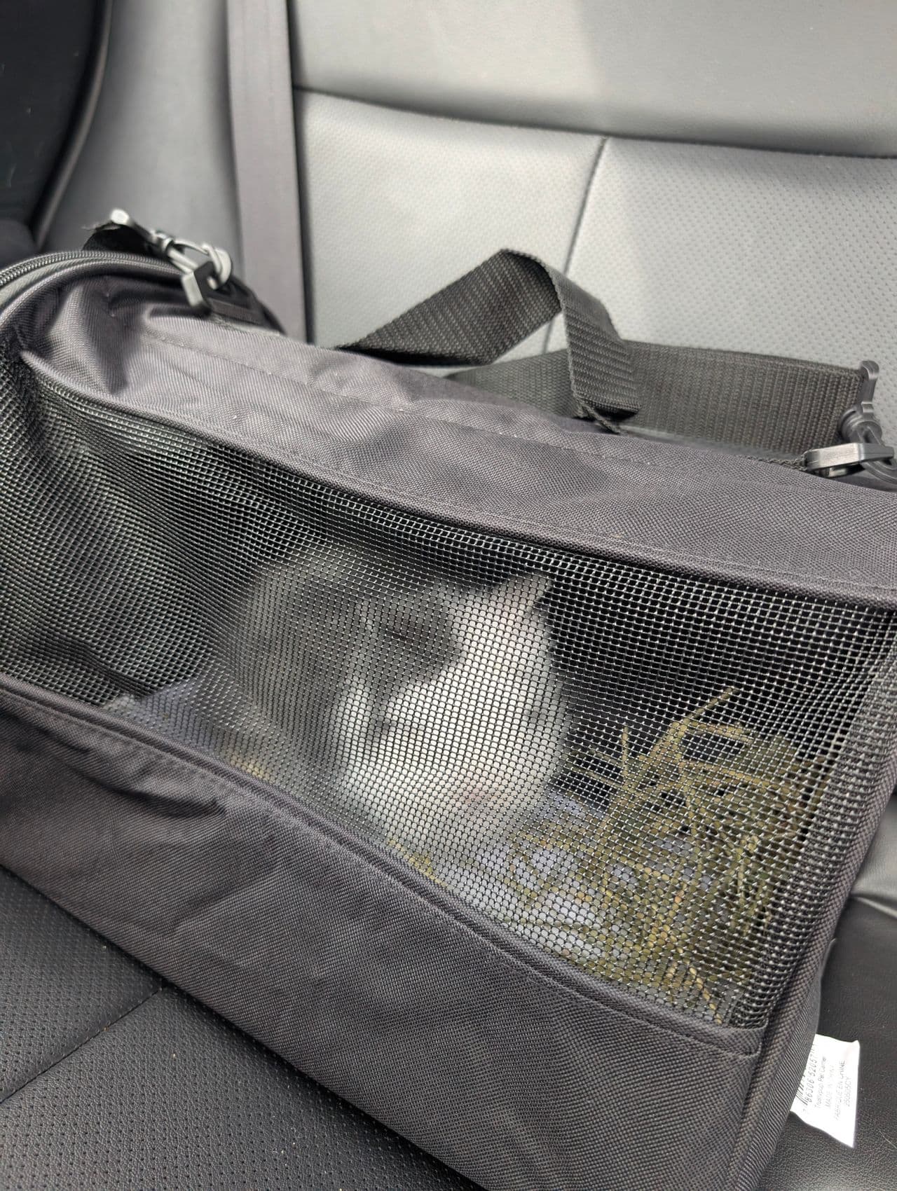 Pet travel photo 1