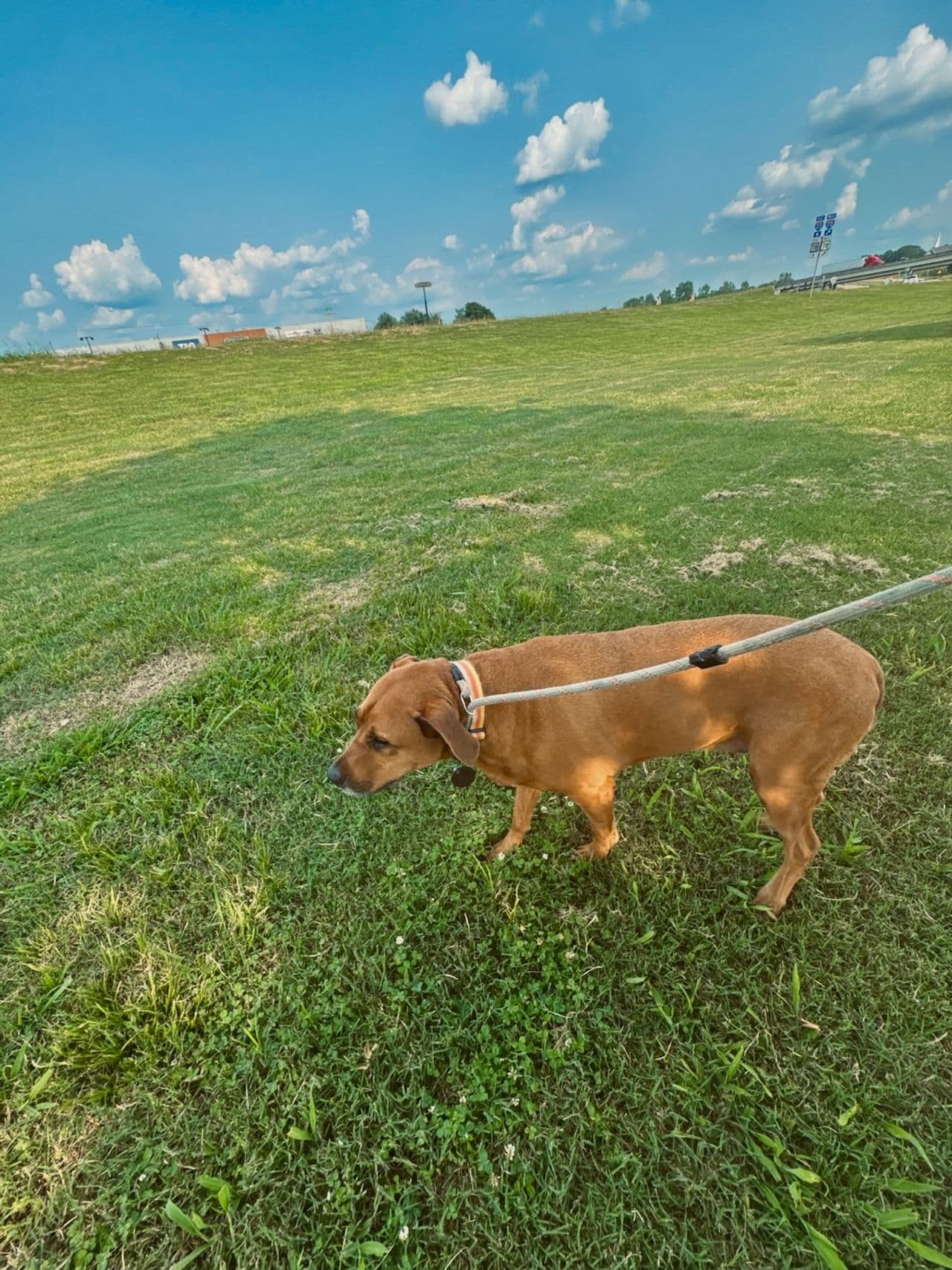 Pet travel photo 6