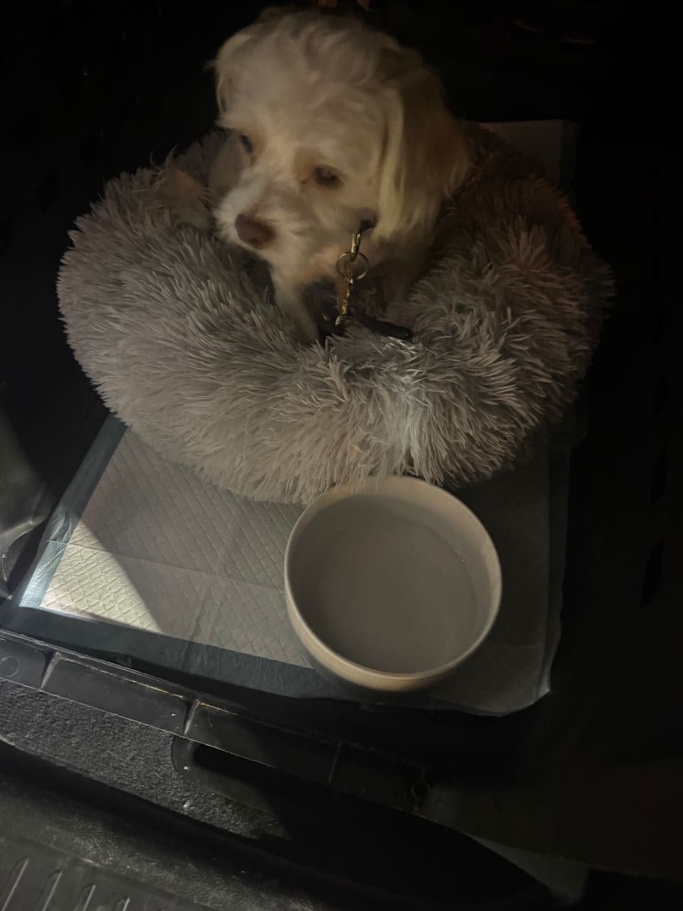 Pet travel photo 5