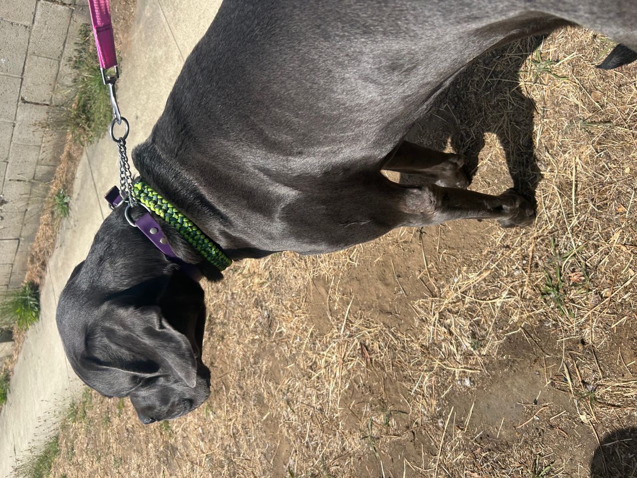 Pet travel photo 4