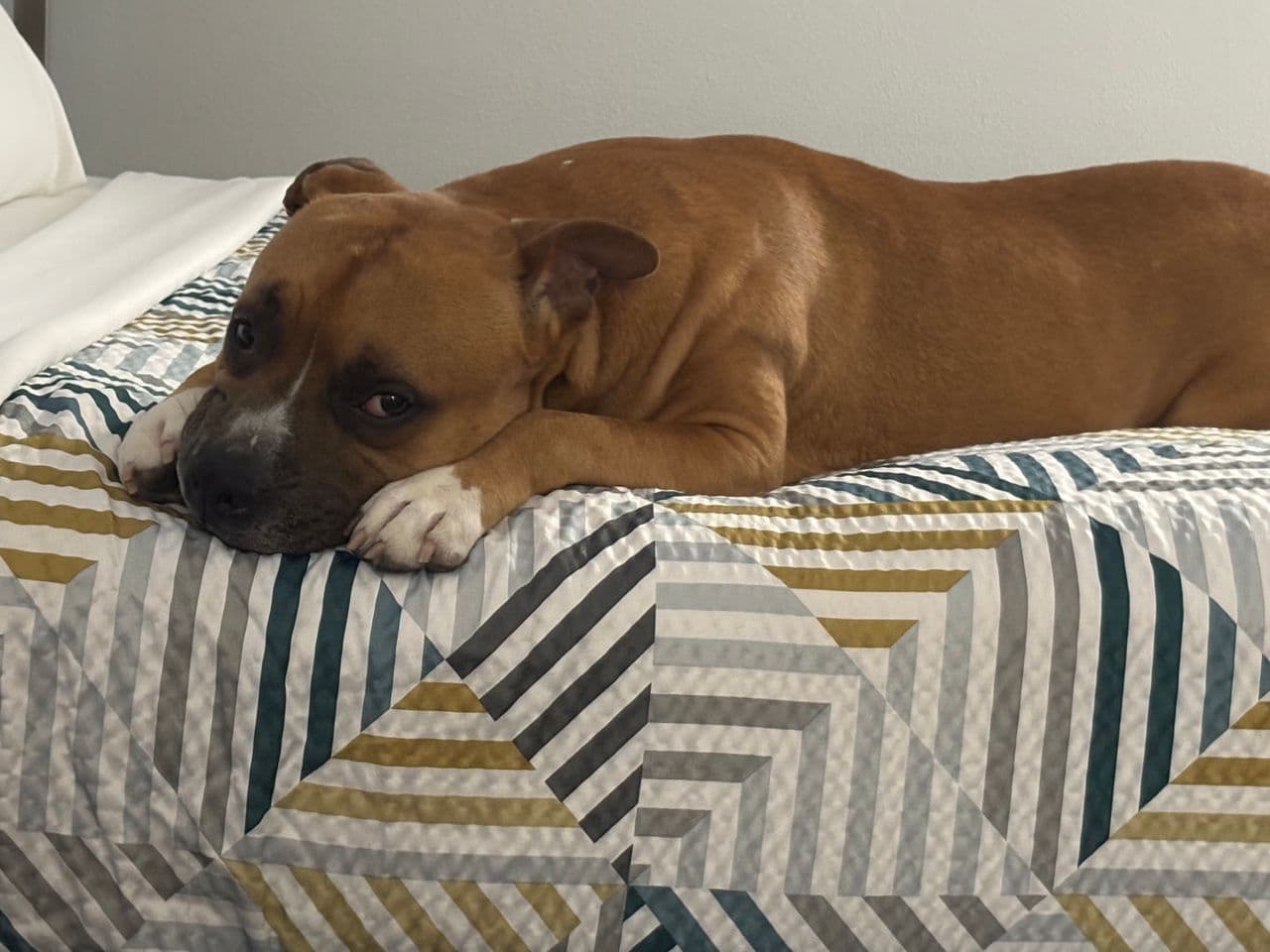 Pet travel photo 6