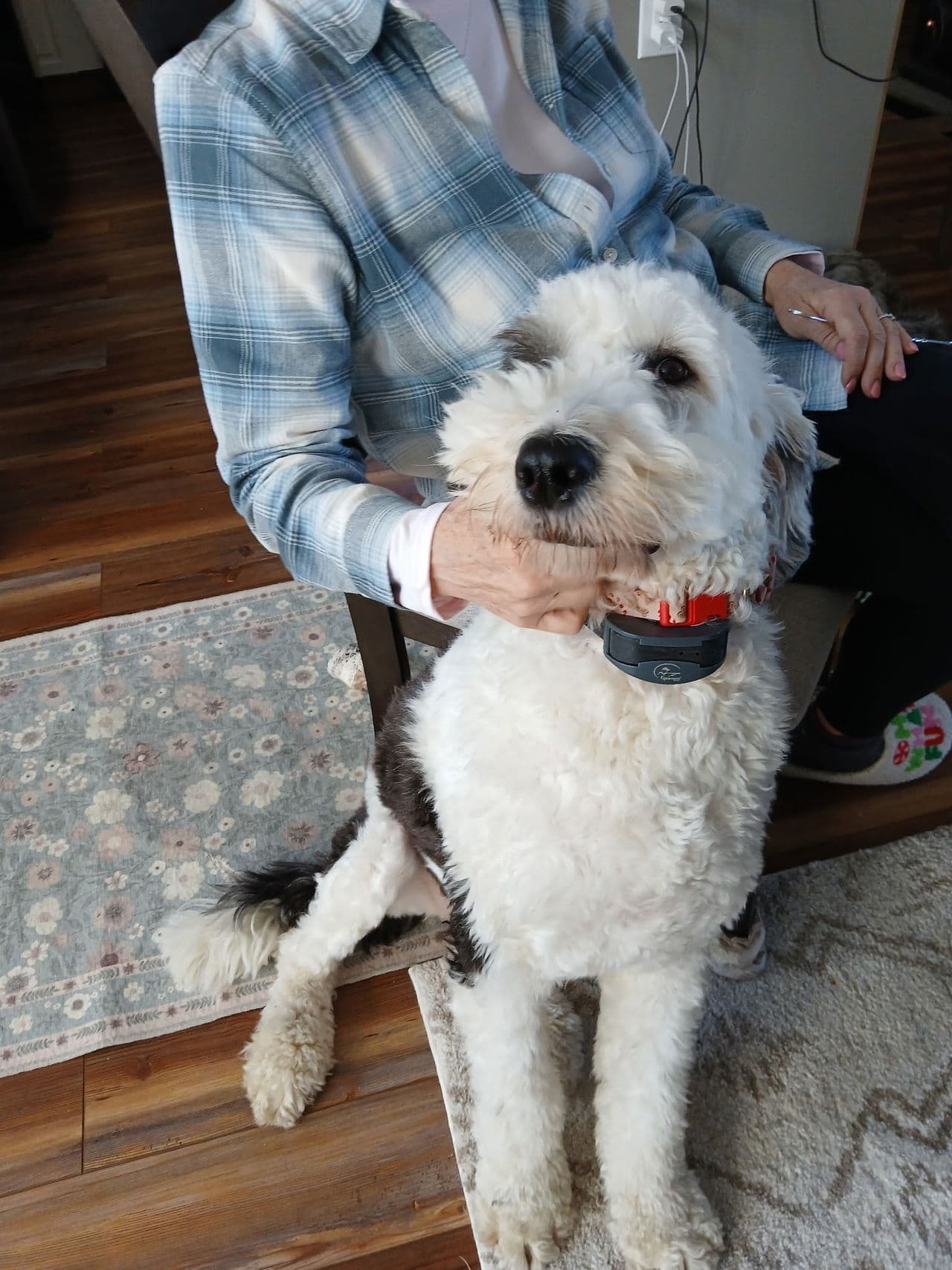Pet travel photo 5