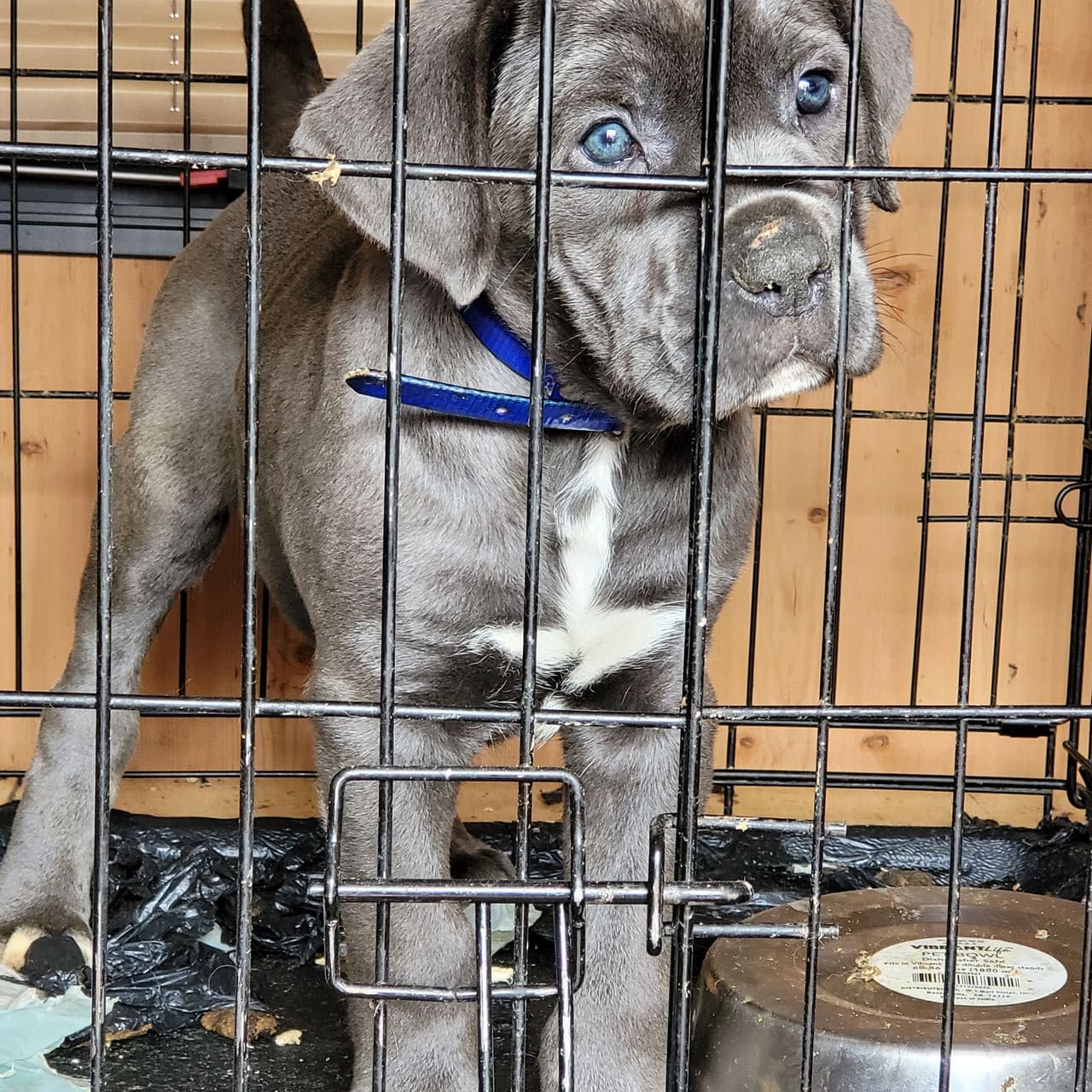 Pet travel photo 3