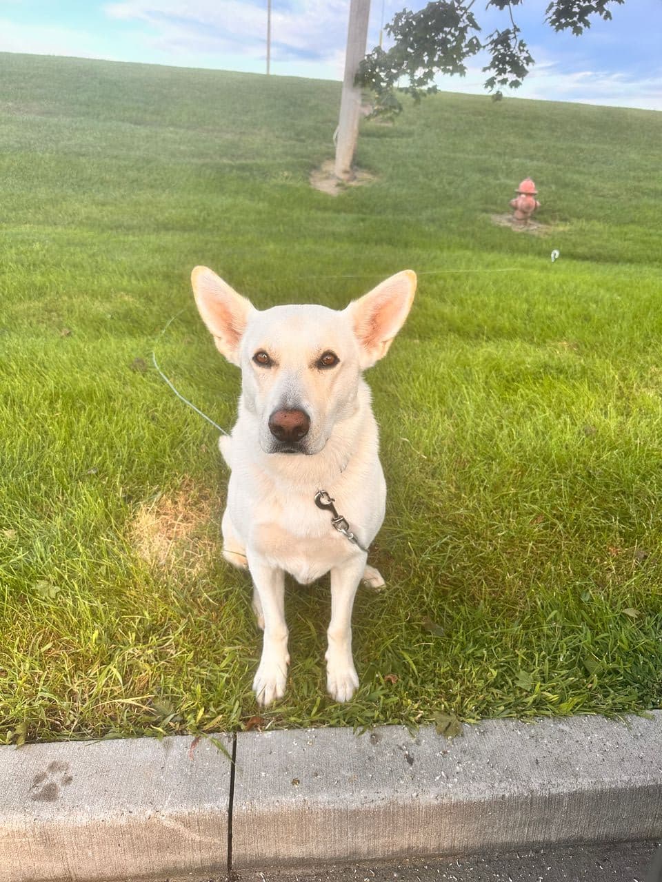 Pet travel photo 5