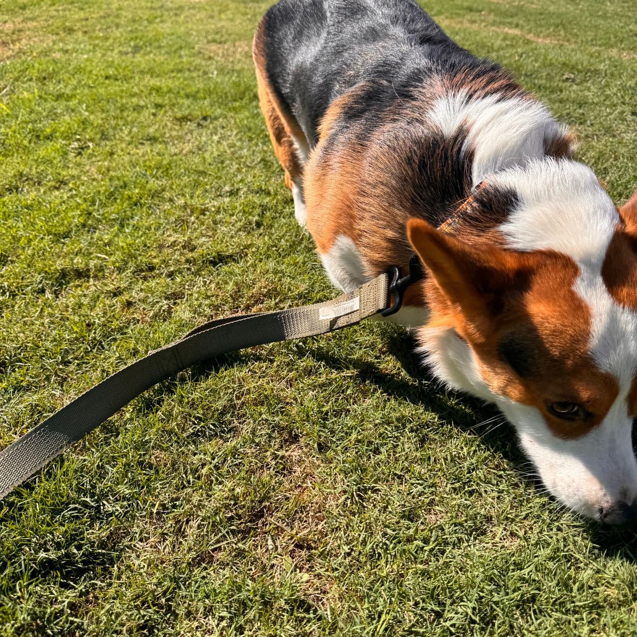 Pet travel photo 1