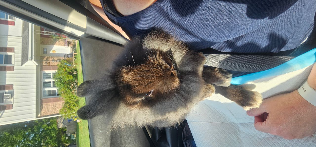Pet travel photo 1