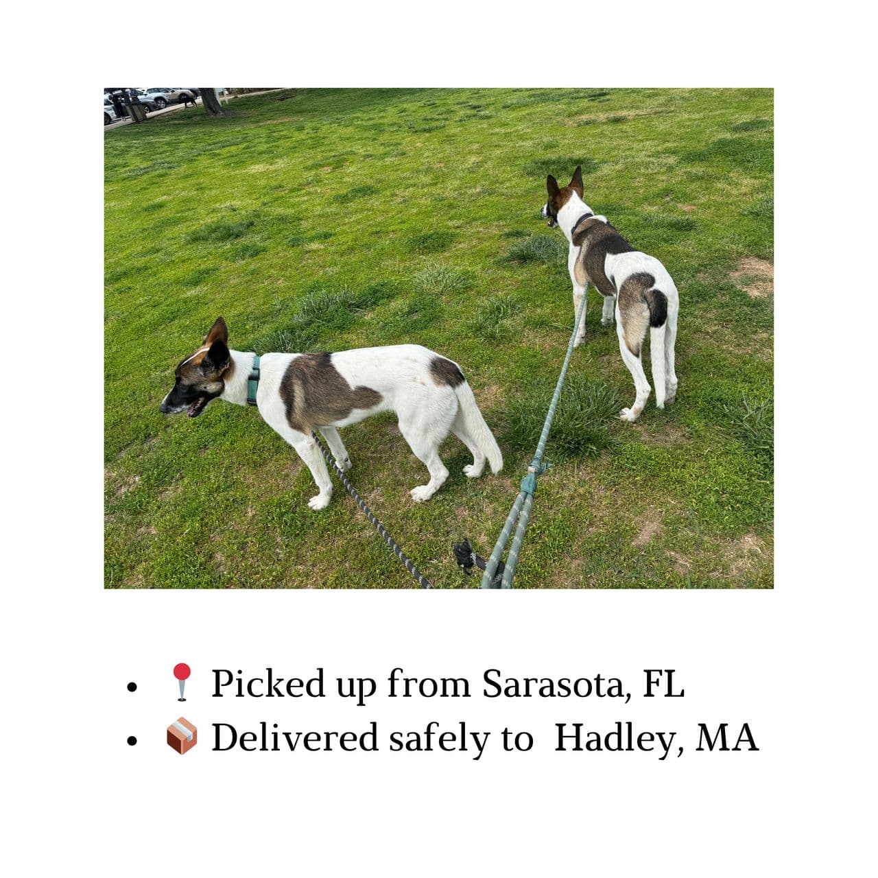 Pet travel photo 3