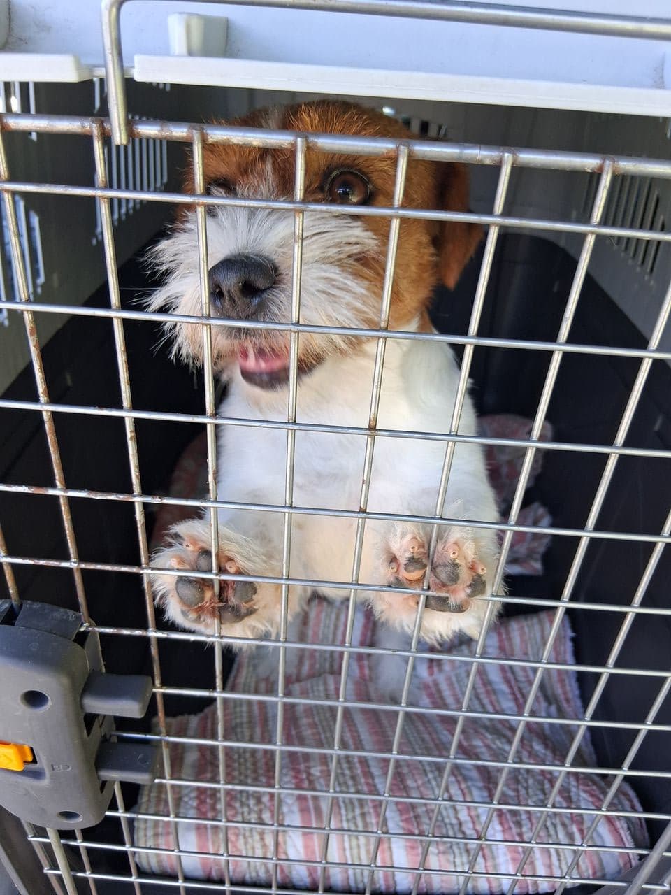 Pet travel photo 2