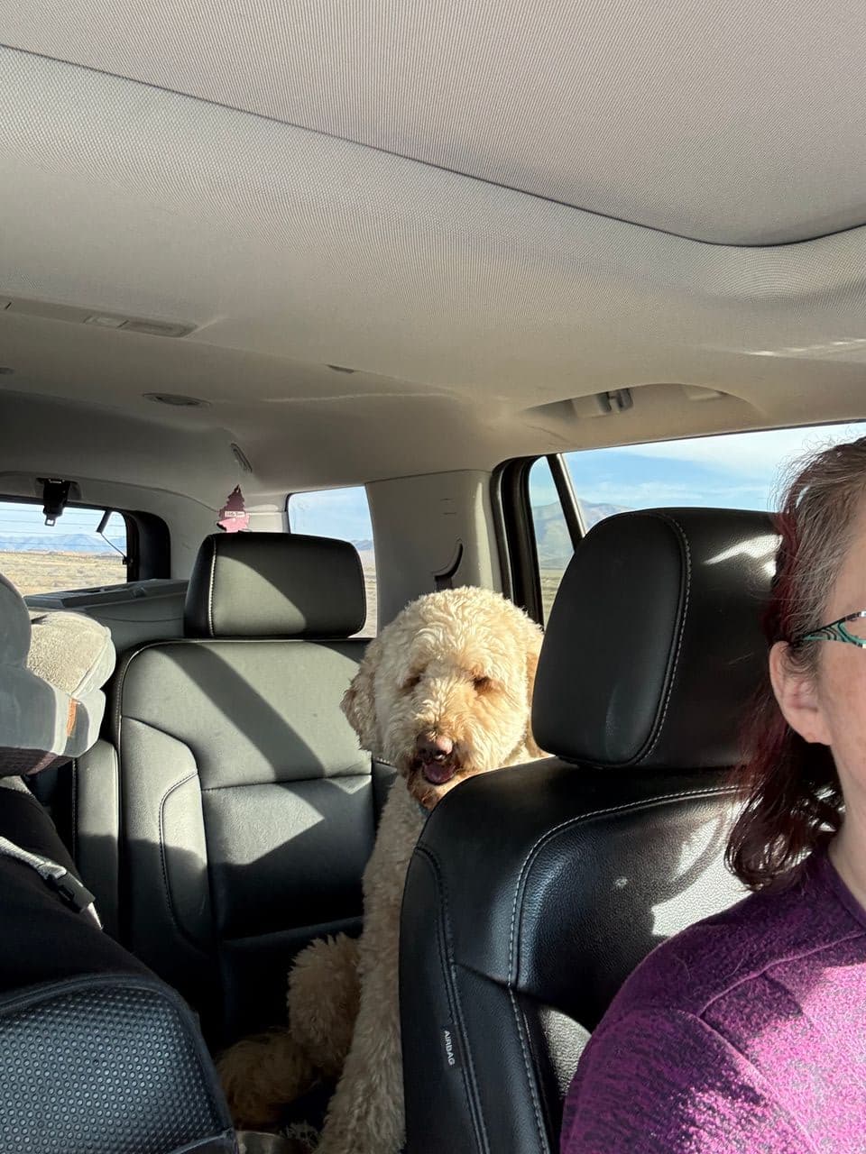 Pet travel photo 4