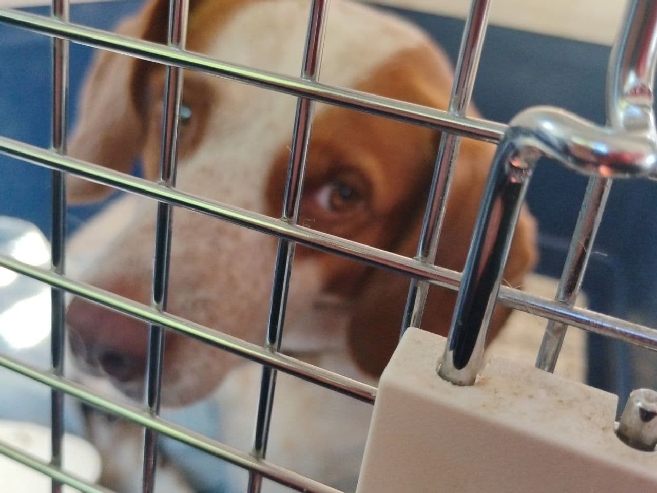 Pet travel photo 2