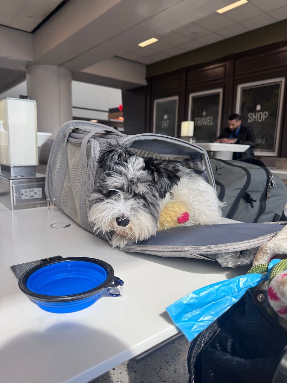 Pet travel photo 6