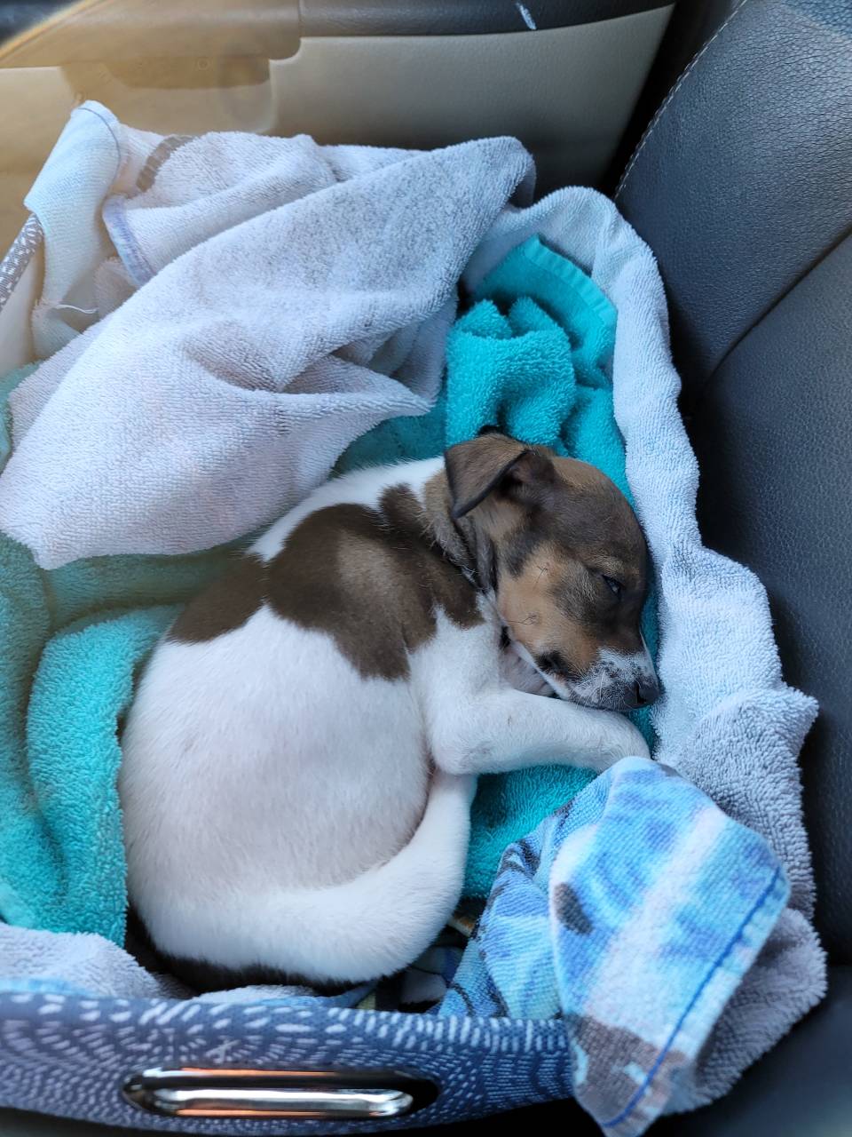 Pet travel photo 3