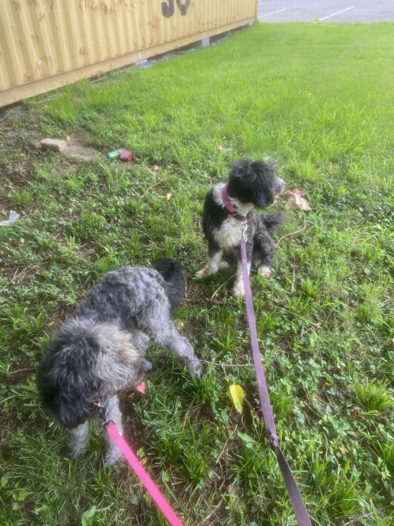 Pet travel photo 6