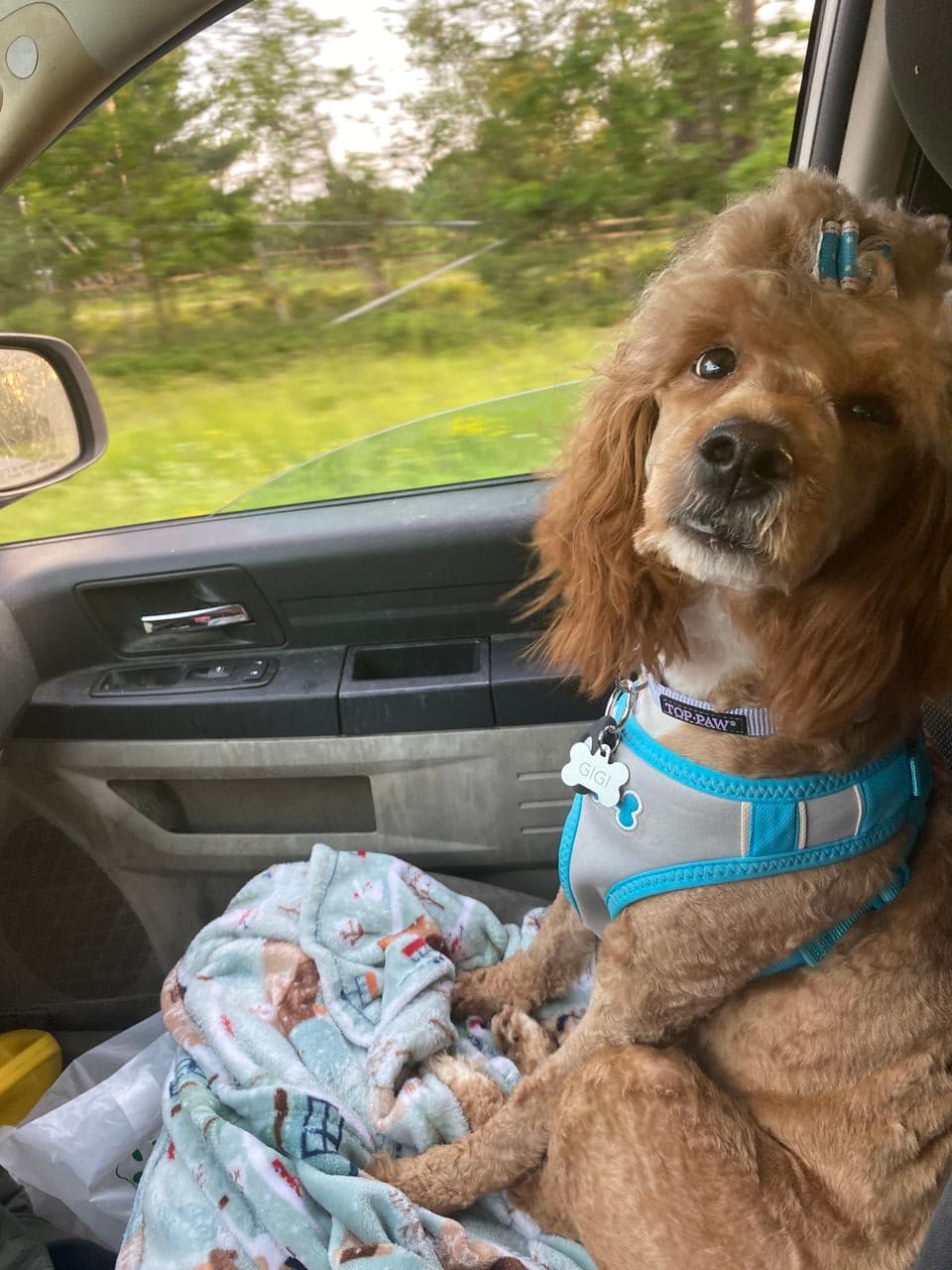 Pet travel photo 6