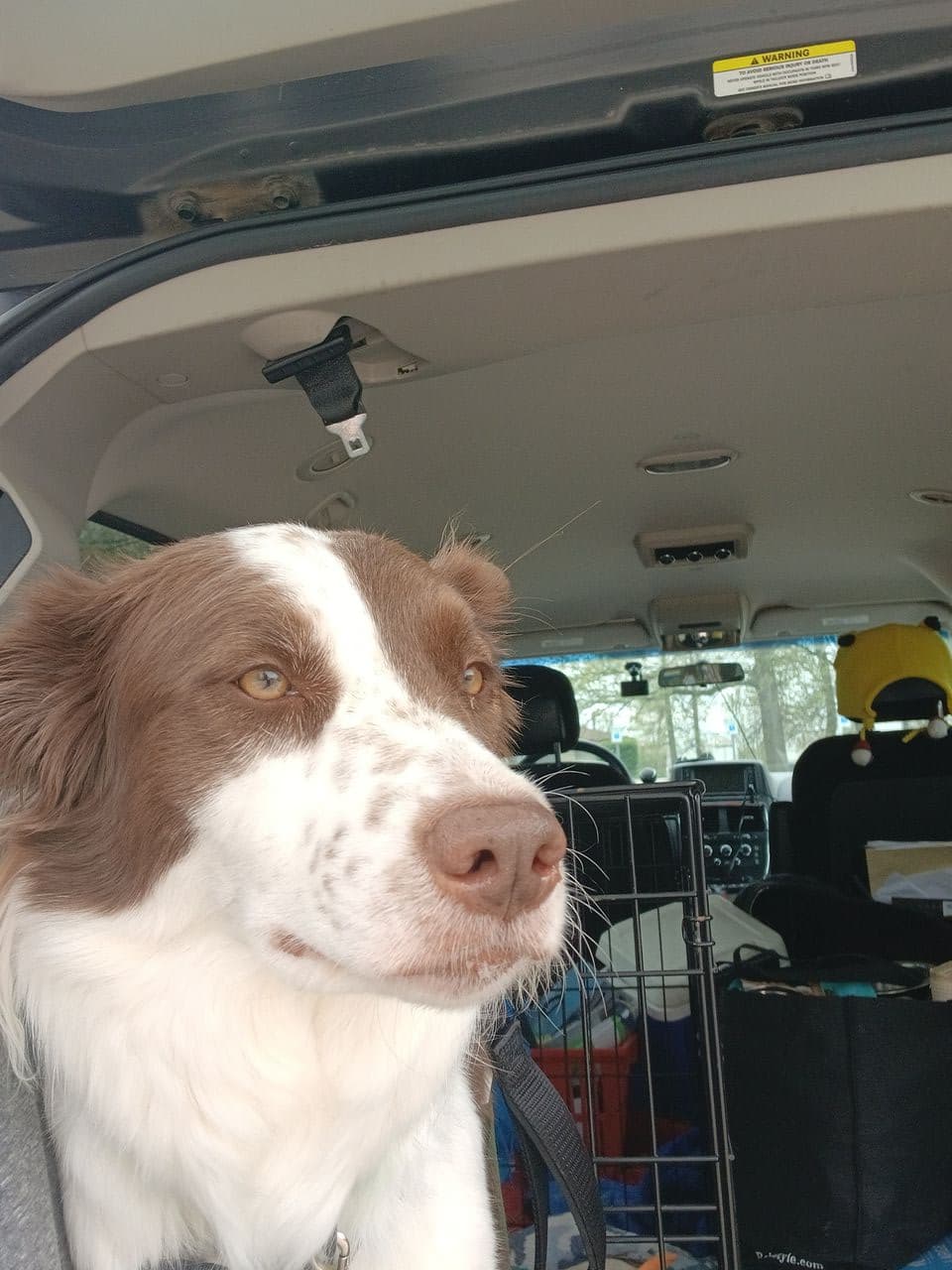 Pet travel photo 3