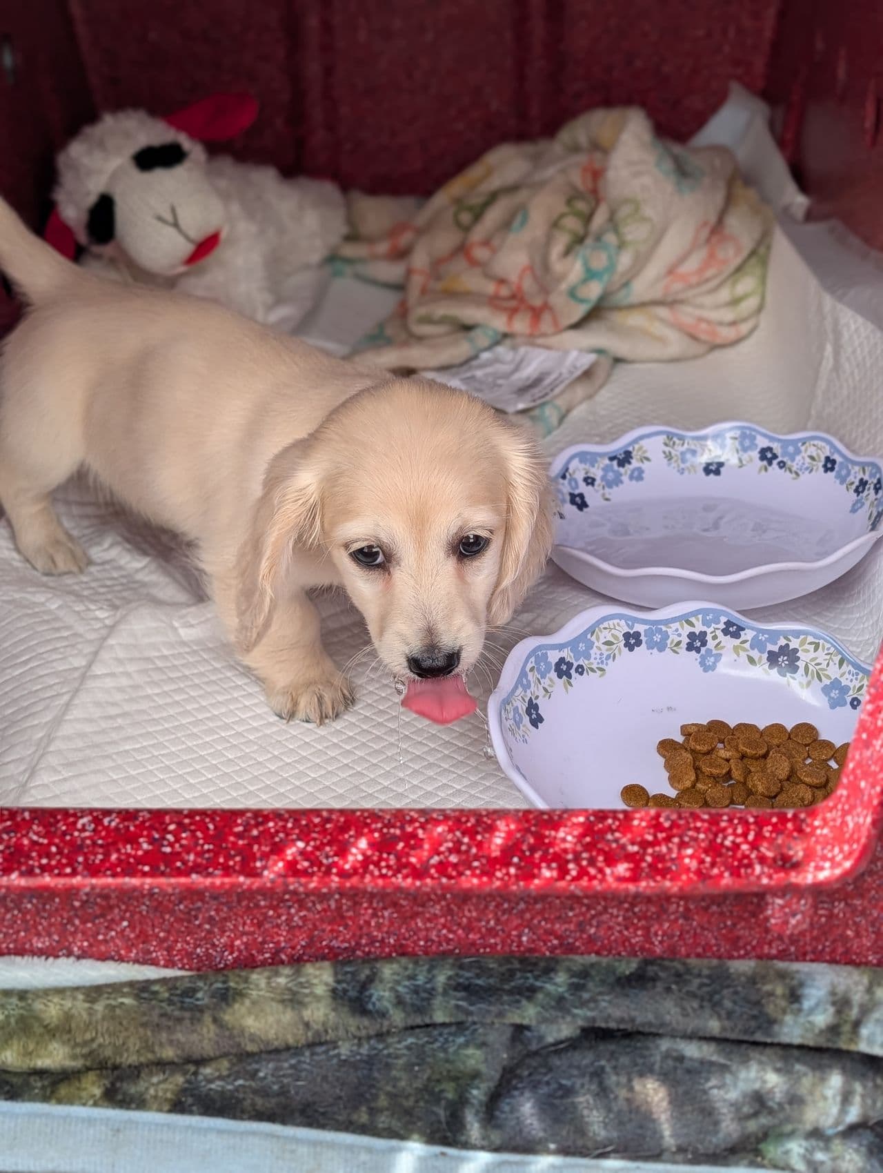 Pet travel photo 3