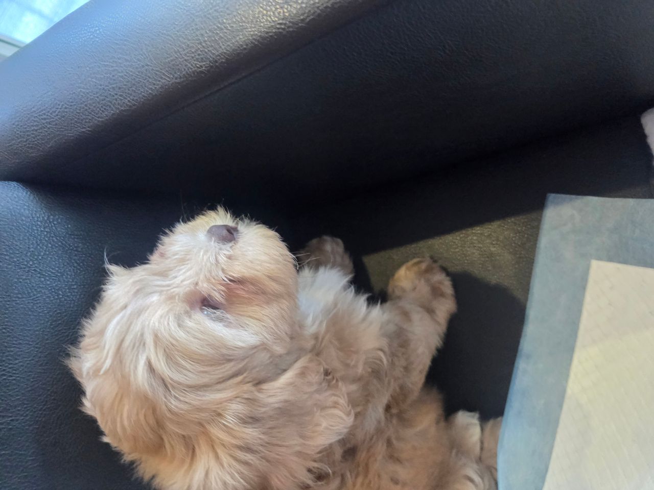 Pet travel photo 1