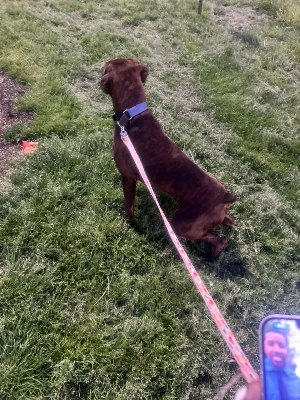 Pet travel photo 6